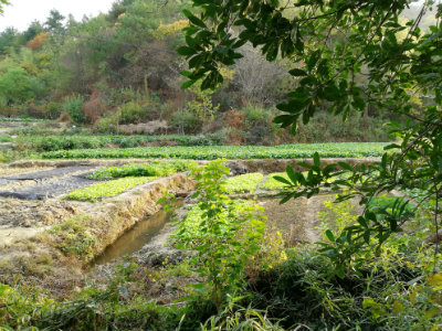 绿色种植基地.jpg