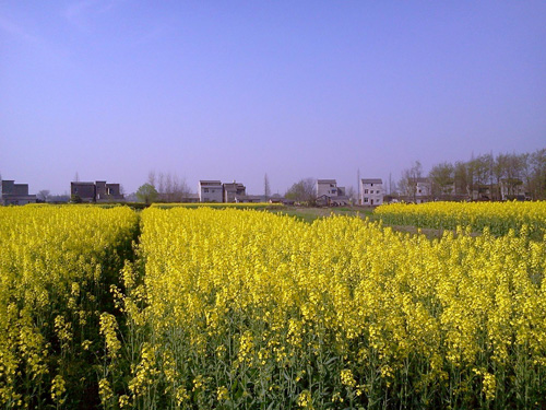 铁庙村油菜花开季节.jpg名流.jpg