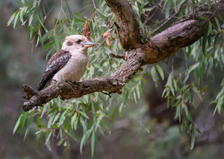 laughing-kookaburra-9655963_1280.jpg