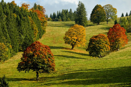 1791413344651594.jpg couleur-fall-2800880_1920 (1).jpg